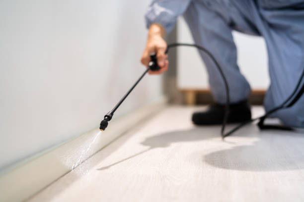Bed Bug Pre-Treatment Preparation Assessment in Kaanapali