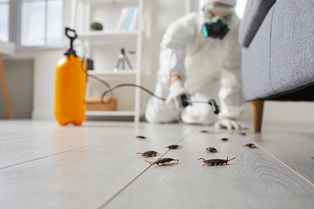 Post-Treatment Bed Bug Interceptor Monitoring in Kaanapali
